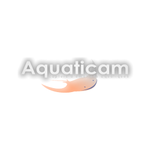 Aquaticam
